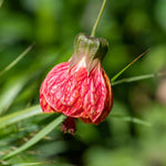 2 Abutilon Plants Live for Planting 4 to 7 Inch Height, Lantern Abutilon Live Plants Bell Shaped Flowers, Abutilon Flowering Live Plants (Pink Abutilon Plants)