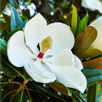 Magnolia Tree Live Plant 6-12 Inch Height, Fragrant Magnolia Plant Live to Grow, Magnolia Bush Flowers (Southern Magnolia)