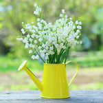 10 Lily of the Valley Bulbs, Sweet-Scented Spring Flowers, White Lilies Flower Bulbs for Planting