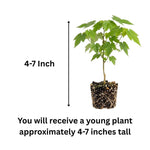 Orange Abutilon Live Plant 4–7 Inches Tall, Flowering Lantern Plant for Indoor Outdoor Garden, Ornamental Flower Plants for Patio Containers or Garden Beds