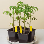 2 Bigbeef Tomato Plants Live for Planting, 4-6" Tomato Plants Live Potted, Vegetable Live Seedlings for Home Garden