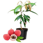 Live Lychee Fruit Tree 10-12" Tall, Well-Rooted Litchi Plant in Half-Gallon Pot, Hardy Tropical Tree for Garden and Patio