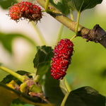 Mulberry Tree Live Plant 5 to 8 Inch Tall, Everbearing Mulberry Bush Live Plant, Mulberry Plant Live (Red Mulberry)