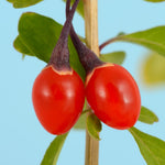 Goji Berry Plant Live, Goji Berries Tree Bush Size 3-6" Tall No Pot, Cold Hardy Fruit Plant for Home Garden, No CA
