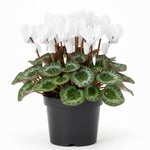 White Cyclamen Plant Live in 4" Pot, Vibrant Blooms Plant for Garden, Hardy Perennial Cyclamen Flowers Plant