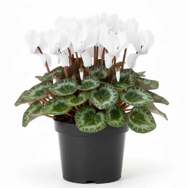 White Cyclamen Plant Live in 4" Pot, Vibrant Blooms Plant for Garden, Hardy Perennial Cyclamen Flowers Plant