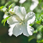 Rose of Sharon Plant Live 6-13 Inch Tall, Althea Hibiscus Syriacus Bush Shrub, in Pot (White Rose of Sharon)