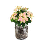 2 Multi Varieties Poinsettia Plants Live, Pink Cream Poinsettia Flowers for Holiday Christmas Gift, Decoration Houseplant 5-10" in Tall, No Pot