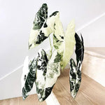 Set 2 Frydek Variegated Alocasia Live Plants for Planting, 5 to 7 Inc Tall, Indoor Houseplant Alocasia Plant Live, No Pot, Alocasia Colocasia Taro Plants for House Plants