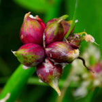 200 Walking Onion Plant Seeds for Spring Planting, Ready to Grow, Cold Hardy, Fast-Growing and High Yielding