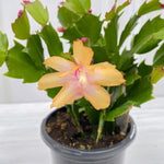 2 Yellow Christmas Cactus Plants, Thanksgiving Cactus 3-6 Inch Tall, Winter Succulents Flowers Container Hanging Basket Indoor Outdoor Planting