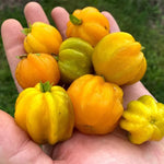 Yellow Star Surinam Cherry Tree Live Plant, 2-3 Feet in 1 Gallon Pot, Fast-Growing and Ready to Bear Fruit, High-yieding Outdoor Spring Planting, No CA