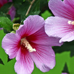 Althea Rose of Sharon Plant Live 6-13 Inc Tall, Hibiscus Syriacus Flowers Rose of Sharon Bush Shrub, in Pot (Pink)
