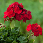 2 Red Geranium Plants Live, Vibrant Blooms, Hardy Perennial Geranium Flowers 4-8 Inches, Indoor Outdoor Planting