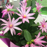 Pink Easter Cactus Plant Live 4-7 Inches, Spring Easter Cactus, Vibrant Seasonal Blooms for Indoor Planting