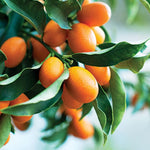 Sweet Meiwa Kumquat Tree Plant Live, 1-2 Years Old in 1 Gallon Pot, Fast-Growing Orange Citrus for Spring Planting Indoor Outdoor