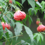 2 Abutilon Plants Live for Planting 4 to 7 Inch Height, Lantern Abutilon Live Plants Bell Shaped Flowers, Abutilon Flowering Live Plants (Pink Abutilon Plants)