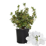 White Azalea Plants Live Tree for Outdoor Growing, 9 Months Old Starter Size, Azaleas Rhododendron Flower Vibrant Color Spring Planting