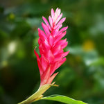 1 Pink Ginger Plant Live for Planting 4-9 Inc Height, Hawaiian Ginger Flowers to Grow
