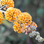 Pack 2 Butterfly Bushes Live Plant, Fragrant Buddleia Bush Shrub, 4 to 9 Inch Tall (Golden Blooms)