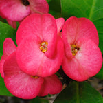 Euphorbia Milii Plant, Crown of Thorns Live Plant, 5-8 Inc Tall, Euphorbia Flowering Houseplants