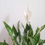 2 Variegated Peace Lily Live Houseplant - Live Indoor Houseplant with Elegant Leaves - 5 to 9 Inc Tall