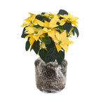 2 Multi Varieties Poinsettia Plants Live, Yellow Poinsettia Flowers for Holiday Christmas Gift, Decoration Houseplant 5-10" in Tall, No Pot