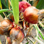 100 Walking Onion Plants Seeds Not Bulbils, Cold Hardy, Fast-Growing and High Yielding for Spring Planting