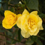 Yellow Rose Bush Live Plant, Rose Plant Live for Planting, 5-10 Inch Tall, Fragrant Flowers Well Rooted Starter Plant Indoor Outdoor