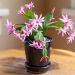 Pink Easter Cactus Plant Live 4-7 Inches, Spring Easter Cactus, Vibrant Seasonal Blooms for Indoor Planting