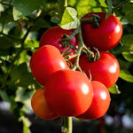 2 Better Boy Tomato Plants Live, 4-8 Inch Tall, Tomato Live Plants Well-Rooted for Garden