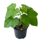 Loofah Plant Live, Luffa Plant Live, 4-6 Inc Tall, Trailing Luffa Live Plant for Backyard Garden, Trellis, 2 Plants in 4 Inc Pot