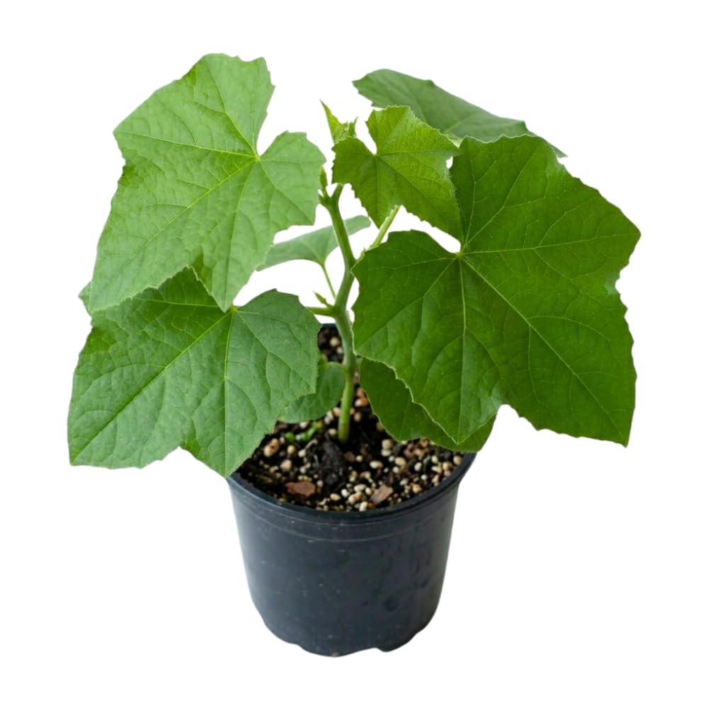 Loofah Plant Live, Luffa Plant Live, 4-6 Inc Tall, Trailing Luffa Live Plant for Backyard Garden, Trellis, 2 Plants in 4 Inc Pot