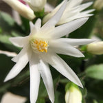 Easter Cactus Plant Live 4-7 Inches, Spring Easter Cactus, Vibrant Seasonal Blooms for Indoor Planting