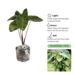 Set 2 Variegated Black Colocasia Elephant Ear Plants Live 4–7 Inches Tall, Tropical Foliage Plants for Outdoor Garden, Large Leaf Plants for Patio, Containers or Landscape