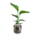 Bird of Paradise Plants Live, Strelitzia Reginae Live Plant, Tropical Perennial Blooming, Houseplant Indoor Outdoor Planting (White)
