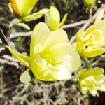 Magnolia Plant Live 6 to 12 Inches Tall, in 2.5 Inches Pot, Magnolia Tree Live Plant, Fragrant Magnolia Flowers (Yellow Bird Magnolia)