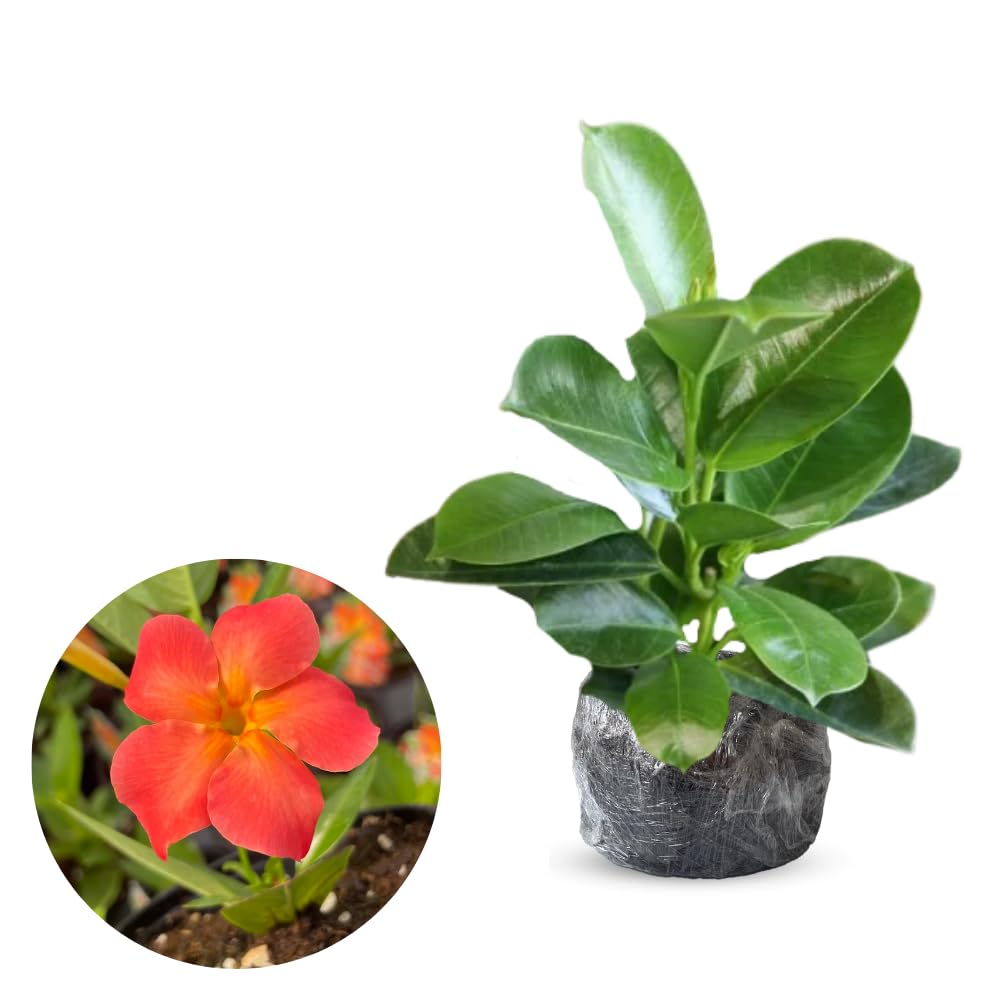 2 Orange Dipladenia Bushes Flower Plants, Pink Flowering Plants, 4-8 Inches, Outdoor Growing