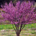 Set 10 Eastern Redbud Trees Live Plants Quart Pot, 10-15 Inc, Cercis Canadensis Red Bud Trees Live Plants Outdoor Fast Growing