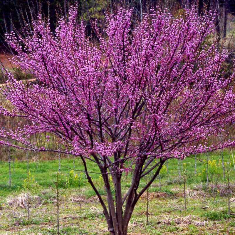 Set 10 Eastern Redbud Trees Live Plants Quart Pot, 10-15 Inc, Cercis Canadensis Red Bud Trees Live Plants Outdoor Fast Growing
