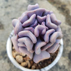 Echeveria Cubic Frost Succulent Plants