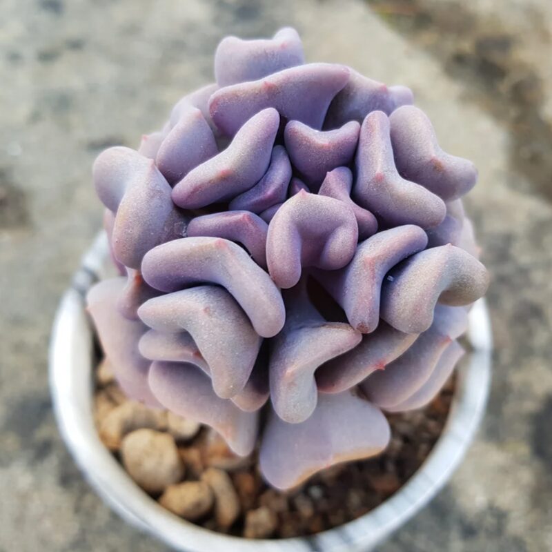 Echeveria Cubic Frost Succulent Plants