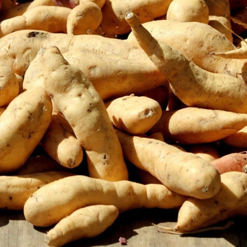 White Sweet Potato Slips, Sweet Potato Vine Live Plant - 10 Slips - Non-Gmo Organic - Well Rooted - Zone: 10-11- Outdoors - Full Sun