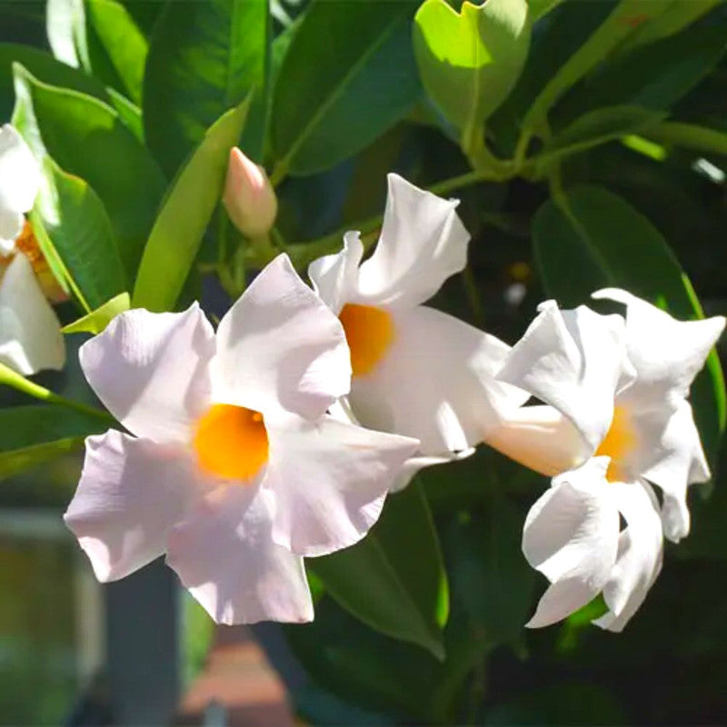 White Mandevilla Plants - 2 to 5 Inc Long, set of 2 plants