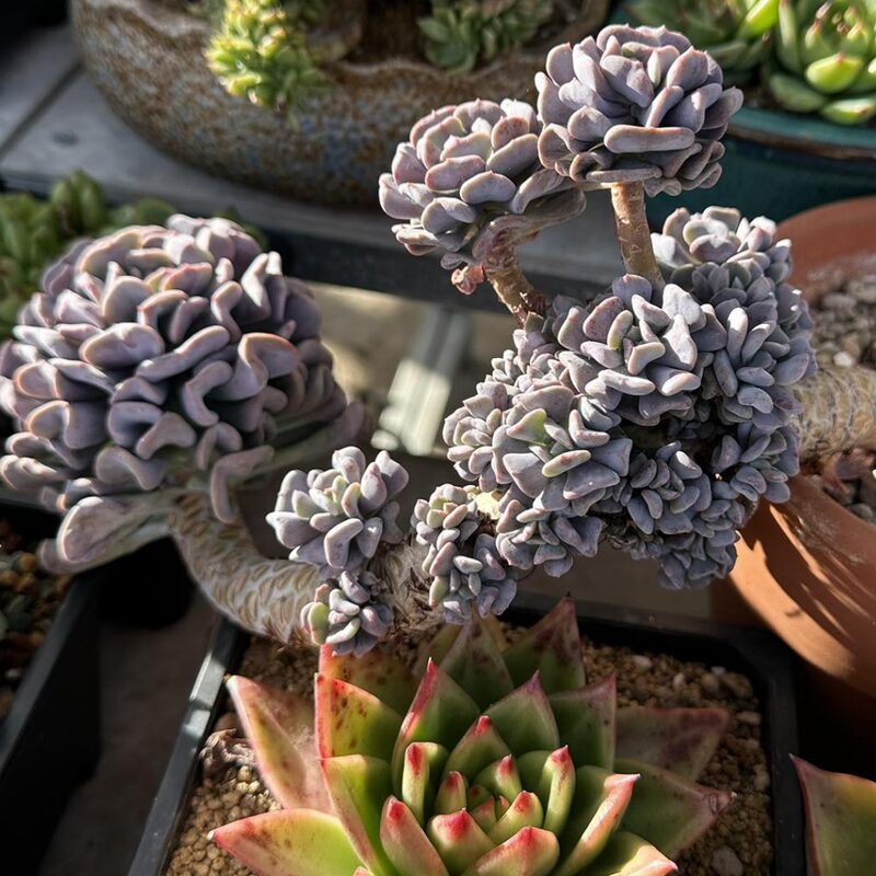 Echeveria Cubic Frost Succulent Plants