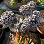 Echeveria Cubic Frost Succulent Plants