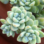 Sedum Clavatum Plant, Tiscalatengo Gorge Plant - 4 Inches Pot - Floral Succulent, Rock Garden Plant