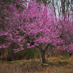 10 Eastern Redbud Trees Live Plants - 6"-12" - Zones 4-9 - Cercis Canadensis Red Bud Trees Live Plants Bareroot Seedlings Outdoor Fast Growing