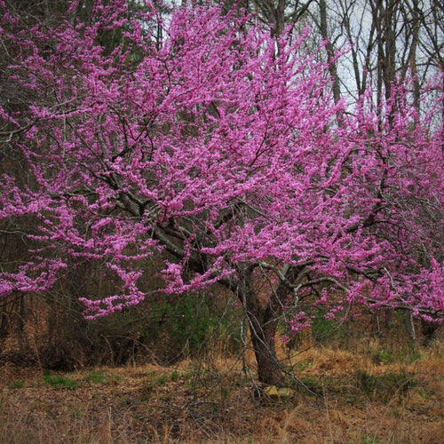 10 Eastern Redbud Trees Live Plants - 6"-12" - Zones 4-9 - Cercis Canadensis Red Bud Trees Live Plants Bareroot Seedlings Outdoor Fast Growing