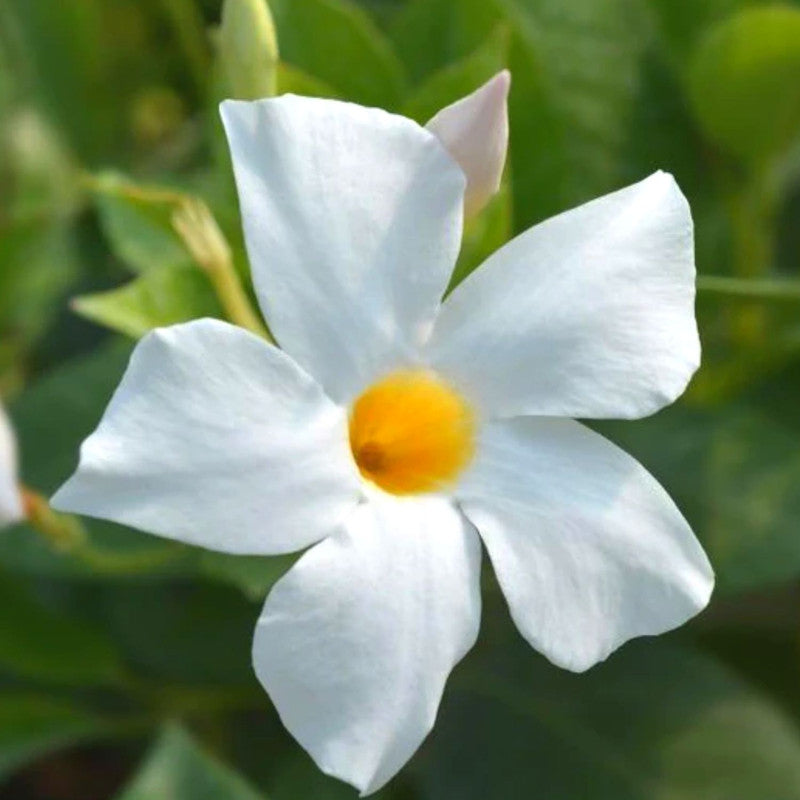 White Mandevilla Plants - 2 to 5 Inc Long, set of 2 plants